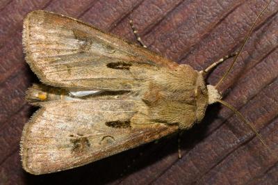<i>Agrotis exclamationis exclamationis</i>