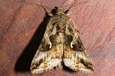 <i>Autographa gamma</i>