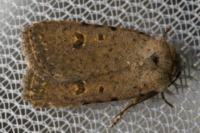 <i>Caradrina clavipalpis</i>