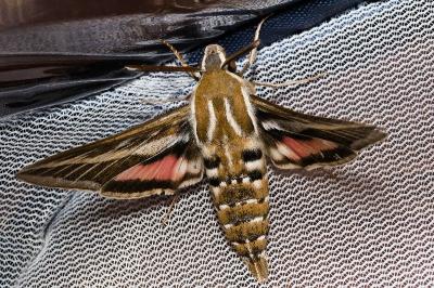 <i>Hyles livornica</i>