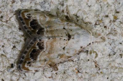 <i>Nola infantula</i>