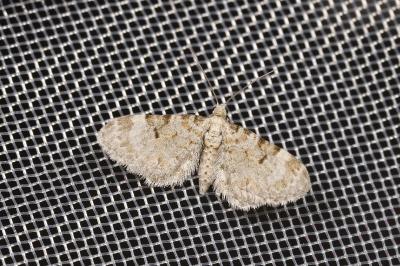 <i>Eupithecia liguriata</i>