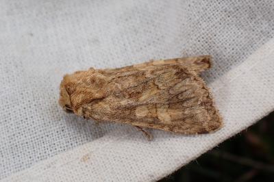 <i>Conisania luteago olbiena</i>