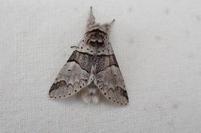 <i>Furcula bifida</i>
