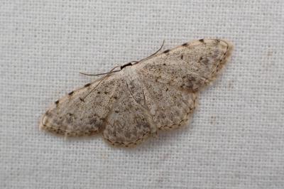 <i>Scopula submutata roseonitens</i>