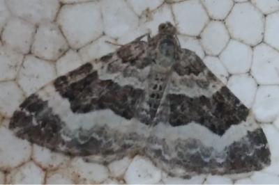 <i>Epirrhoe alternata</i>