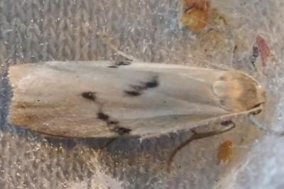 <i>Pelosia muscerda</i>