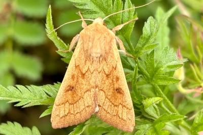 Mythimna vitellina