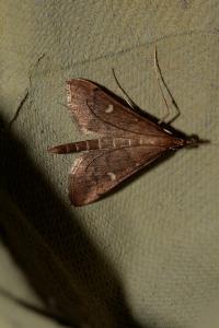 <i>Dolicharthria punctalis</i>