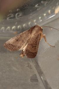 <i>Hoplodrina octogenaria/blanda</i>