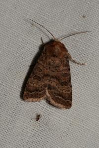 <i>Hoplodrina octogenaria/blanda</i>