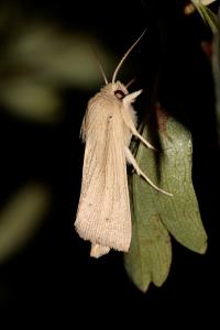 <i>Mythimna straminea</i>