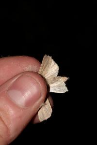 <i>Mythimna straminea</i>