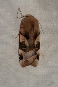 <i>Noctua fimbriata</i>