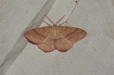 <i>Rhodostrophia vibicaria</i>