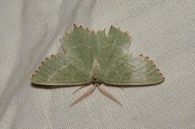 <i>Thalera fimbrialis</i>