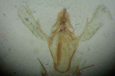 <i>Ephestia woodiella</i>