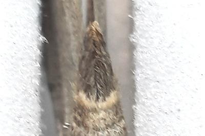 <i>Aplocera plagiata</i>