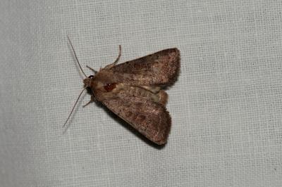 <i>Hoplodrina</i>