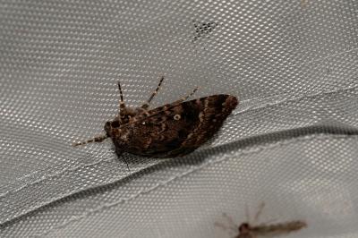 <i>Amphipyra berbera svenssoni</i>