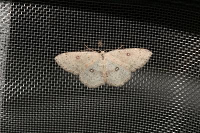 <i>Cyclophora albipunctata</i>
