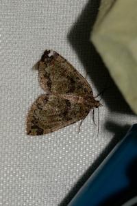 <i>Hydriomena furcata</i>