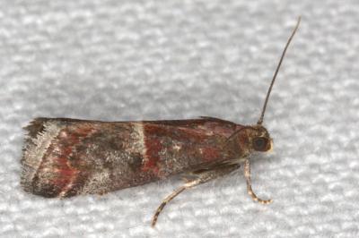 <i>Acrobasis marmorea</i>