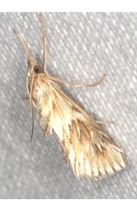 <i>Cynaeda dentalis</i>