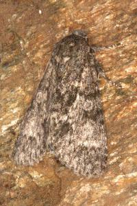 <i>Acronicta megacephala</i>