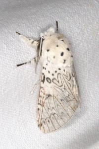 <i>Cerura erminea</i>