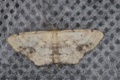 <i>Idaea dimidiata</i>