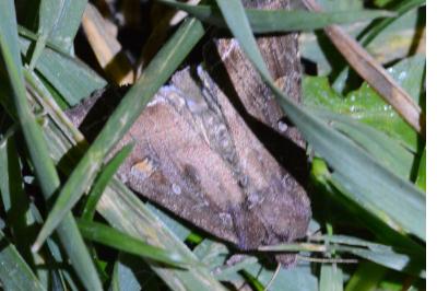 <i>Lacanobia oleracea</i>