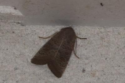 <i>Hoplodrina ambigua</i>