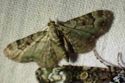 <i>Pasiphila rectangulata</i>