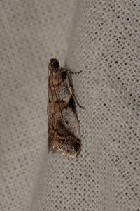 <i>Acrobasis sodalella</i>