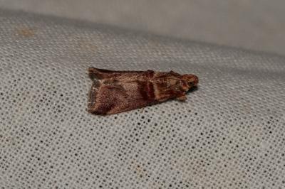 <i>Acrobasis tumidana</i>