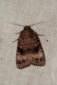 <i>Amphipyra berbera svenssoni</i>