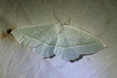 <i>Campaea margaritaria</i>