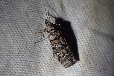 <i>Dioryctria abietella</i>