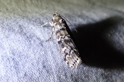 <i>Dioryctria abietella</i>