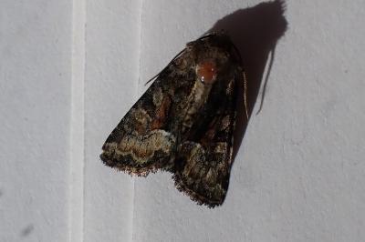 <i>Oligia</i>