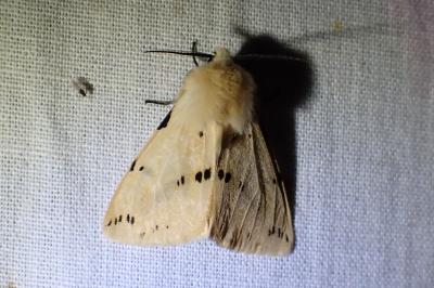 <i>Spilarctia lutea</i>