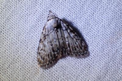 <i>Meganola strigula</i>