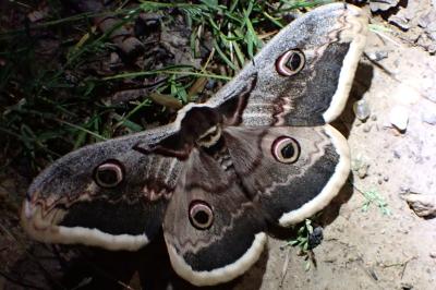 <i>Saturnia pyri</i>