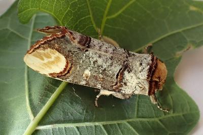 <i>Phalera bucephala</i>