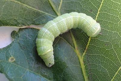 <i>Orthosia cerasi</i>