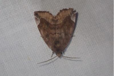 <i>Cosmia pyralina</i>