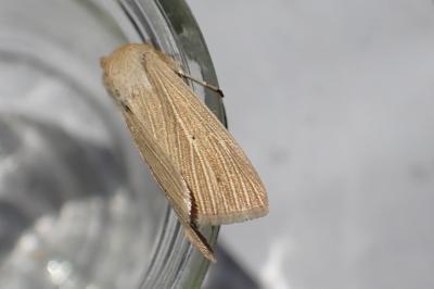 <i>Mythimna pallens</i>
