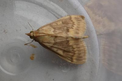 <i>Ostrinia nubilalis</i>