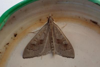 <i>Mecyna asinalis</i>